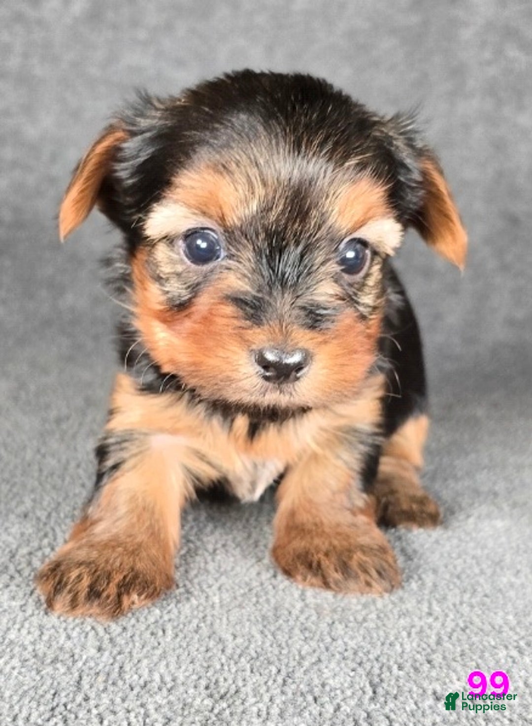 Yorkshire Terrier dogs for sale: 99 - Ad 10