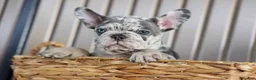 French Bulldog dogs for sale: 🐾 Magnes - Ad 7