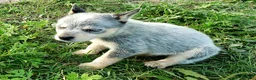 Australian Cattle Dog dogs for sale: Australian Cattle Dog Puppy 1 (Fluffy) Female - Ad 2