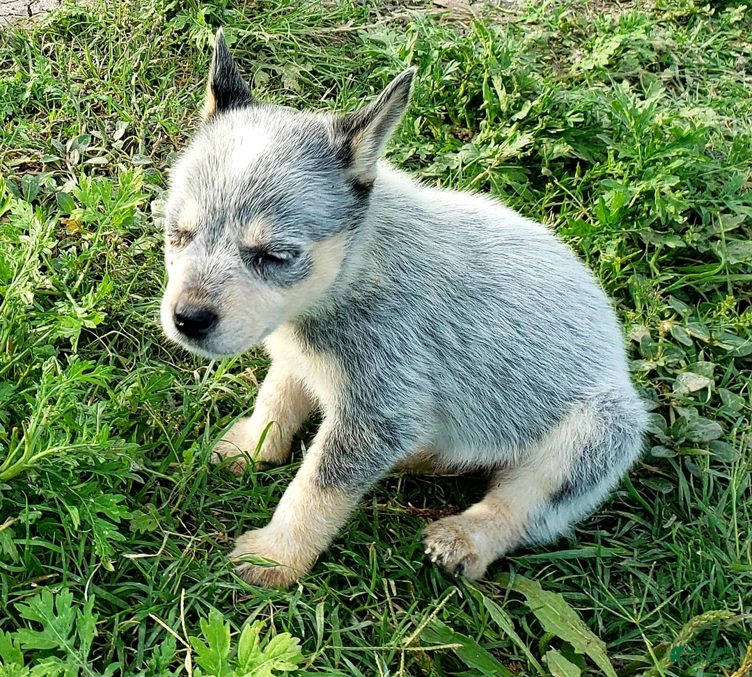 Australian Cattle Dog dogs for sale: Australian Cattle Dog Puppy 1 (Fluffy) Female - Ad 2