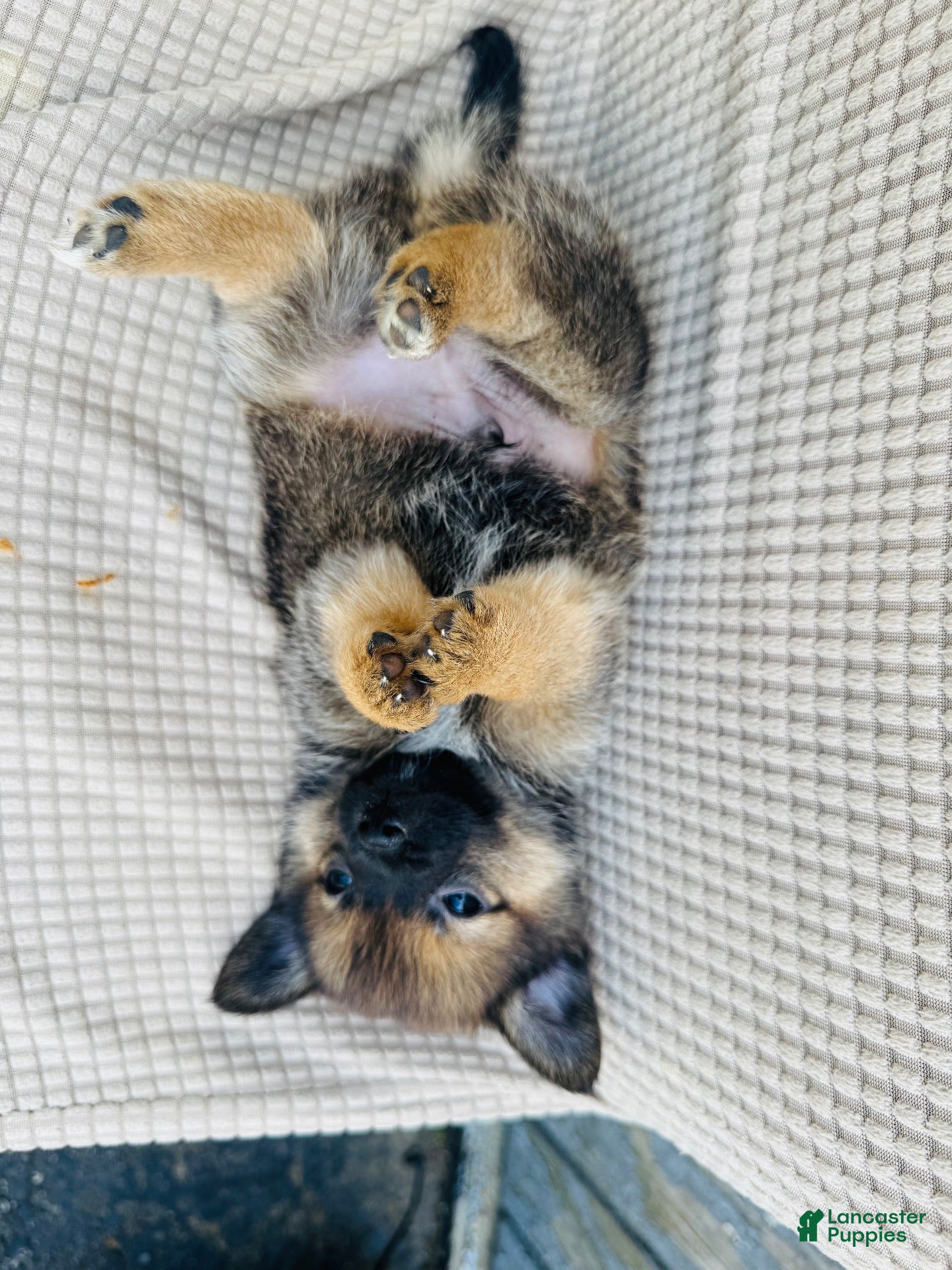 Mixed Breed dogs Mixed Breed 1 - Ad 25