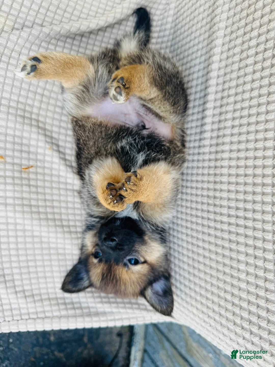 Mixed Breed dogs for sale: Mixed Breed 1 - Ad 1