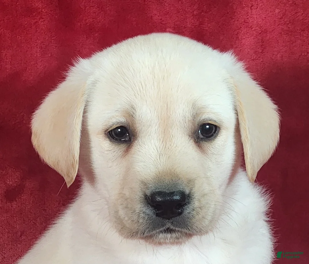 Labrador Retriever dogs for sale: Truman - Ad 2