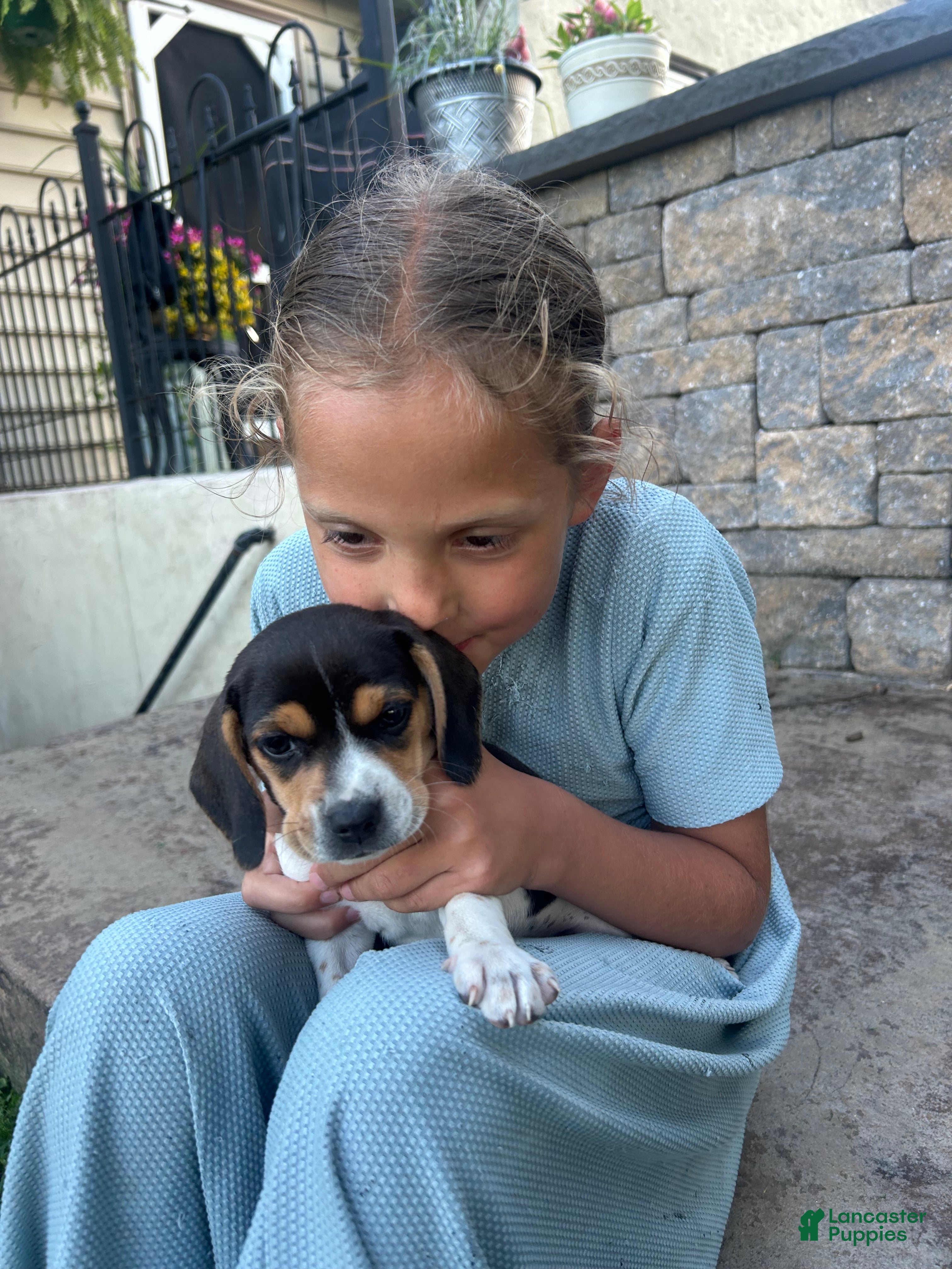 Beagle dogs Shoshone - Ad 2