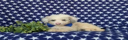Mini Bernedoodle dogs for sale: Byrnes Hypoallergenic - Ad 5