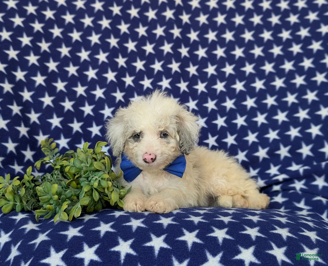 Mini Bernedoodle dogs for sale: Byrnes Hypoallergenic - Ad 5
