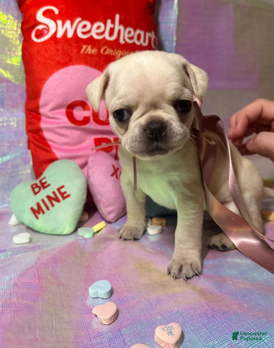 Pug dogs for sale: Sugar - Ad 1