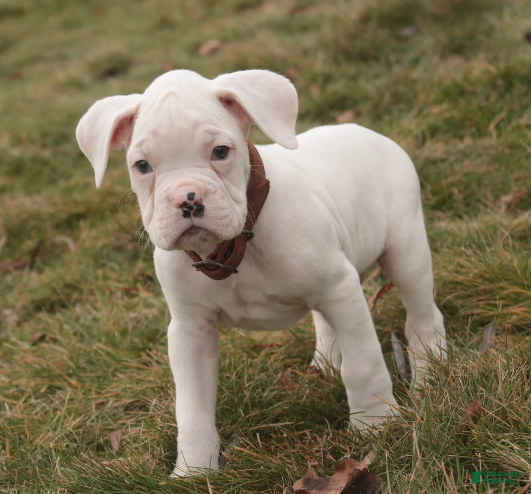 Boxer dogs for sale: Trey - Ad 4