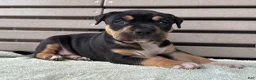 American Bully dogs for sale: Gia - Ad 3