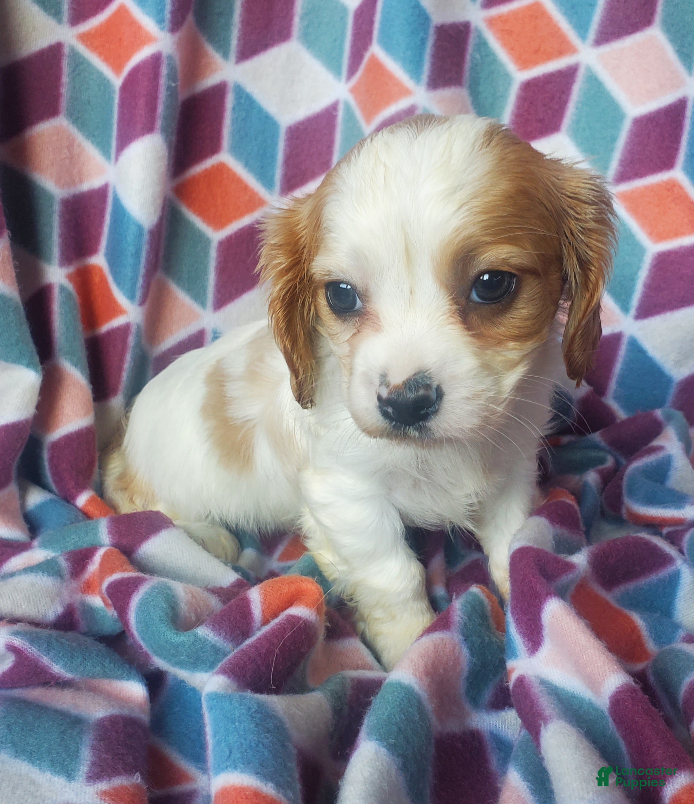 Cavachon dogs Kacie - Ad 2