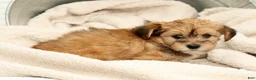 Yorkiepoo dogs for sale: Lindsey - Ad 8