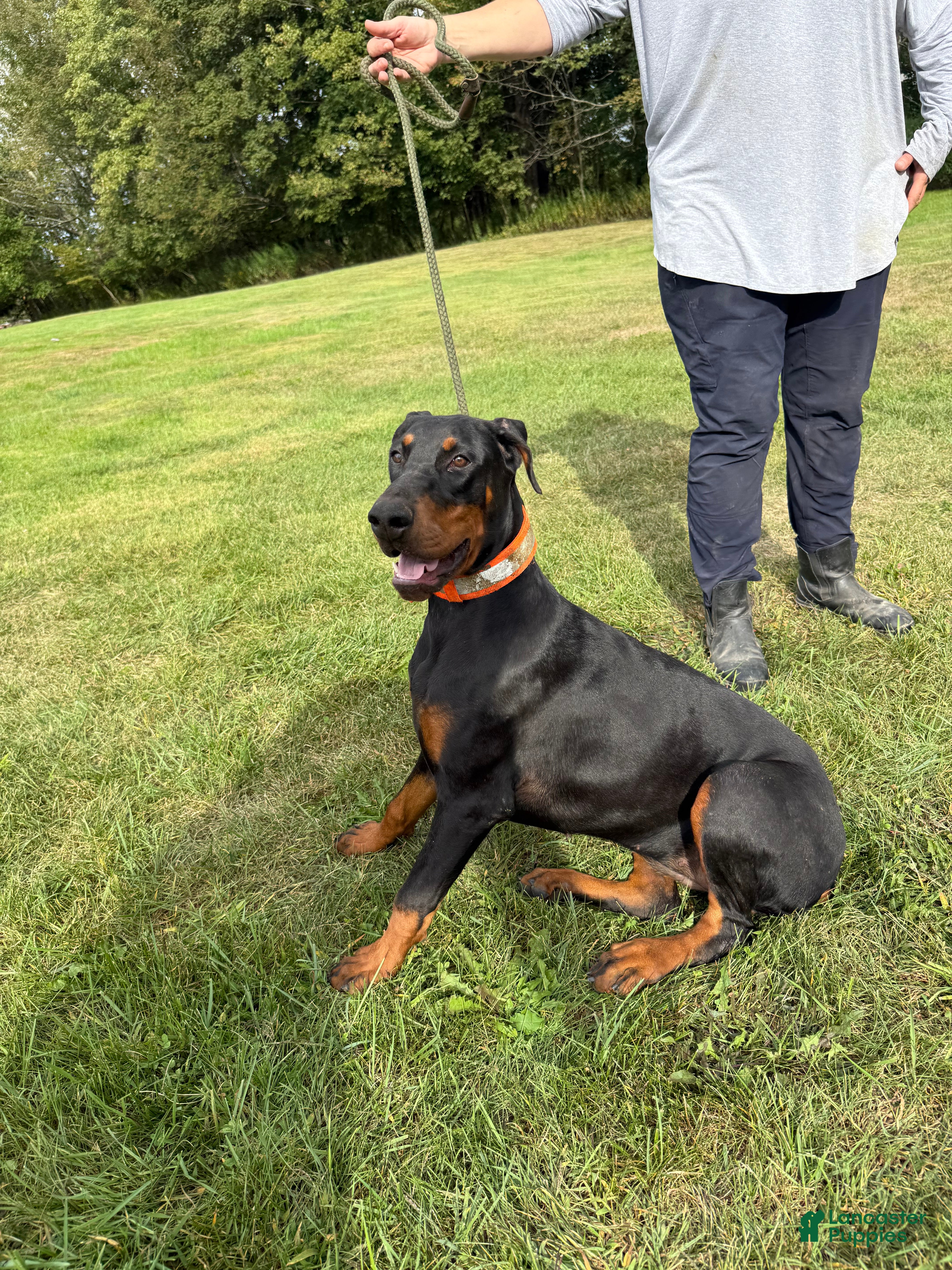Doberman Pinscher Puppies for sale in New York Lancaster Puppies