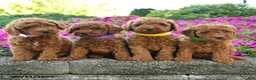 Miniature Poodle dogs for sale: Karen - Ad 3
