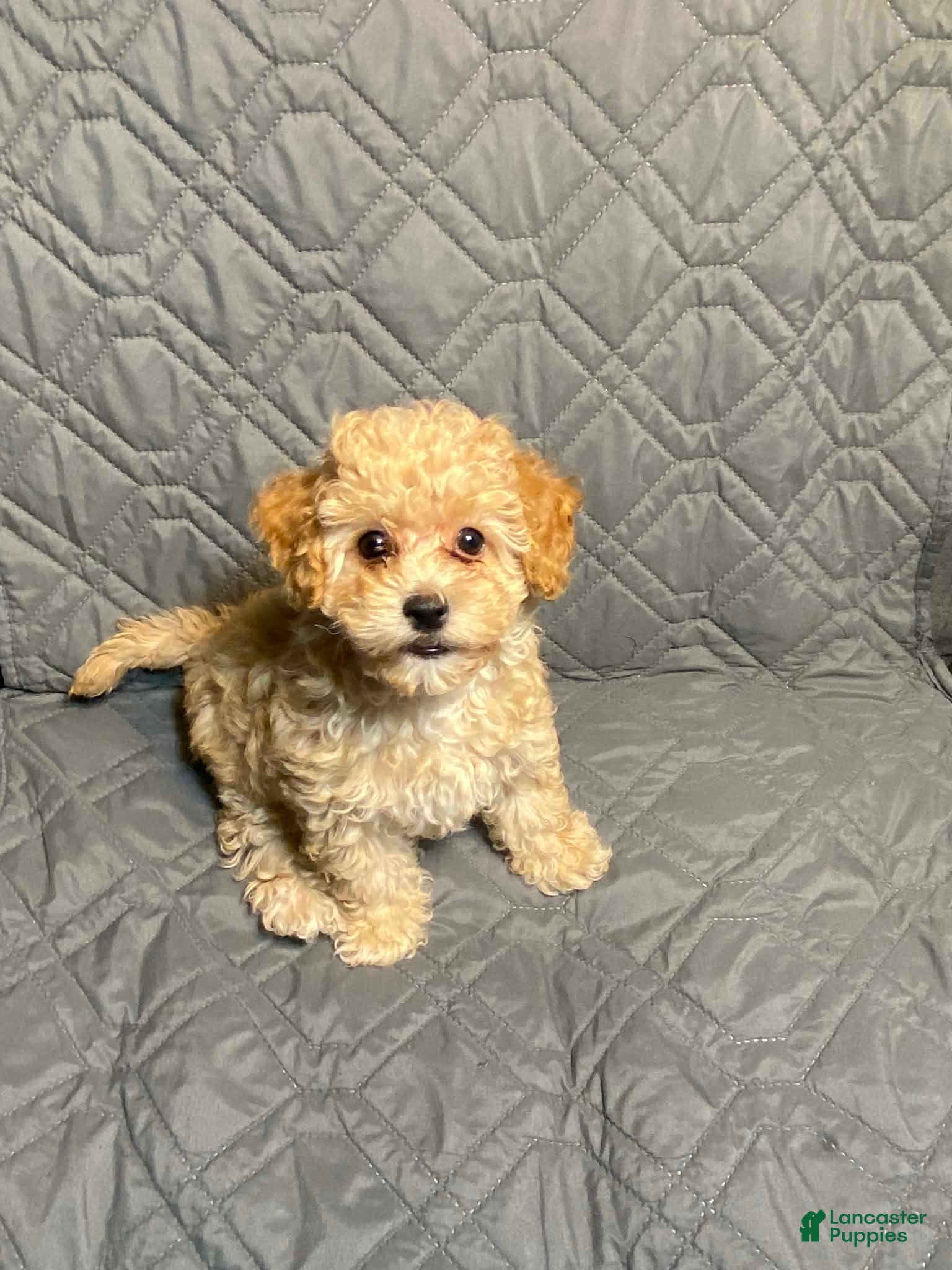 Maltipoo dogs Blossom  - Ad 2