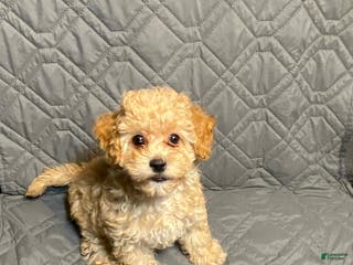 Maltipoo dogs for sale: Blossom - Ad 4