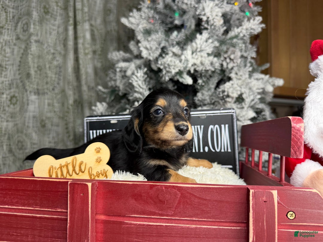 Miniature Dachshund dogs for sale: Import Akc PRA clear - Ad 10