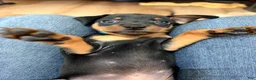 Miniature Pinscher dogs for sale: Lucky - Ad 10