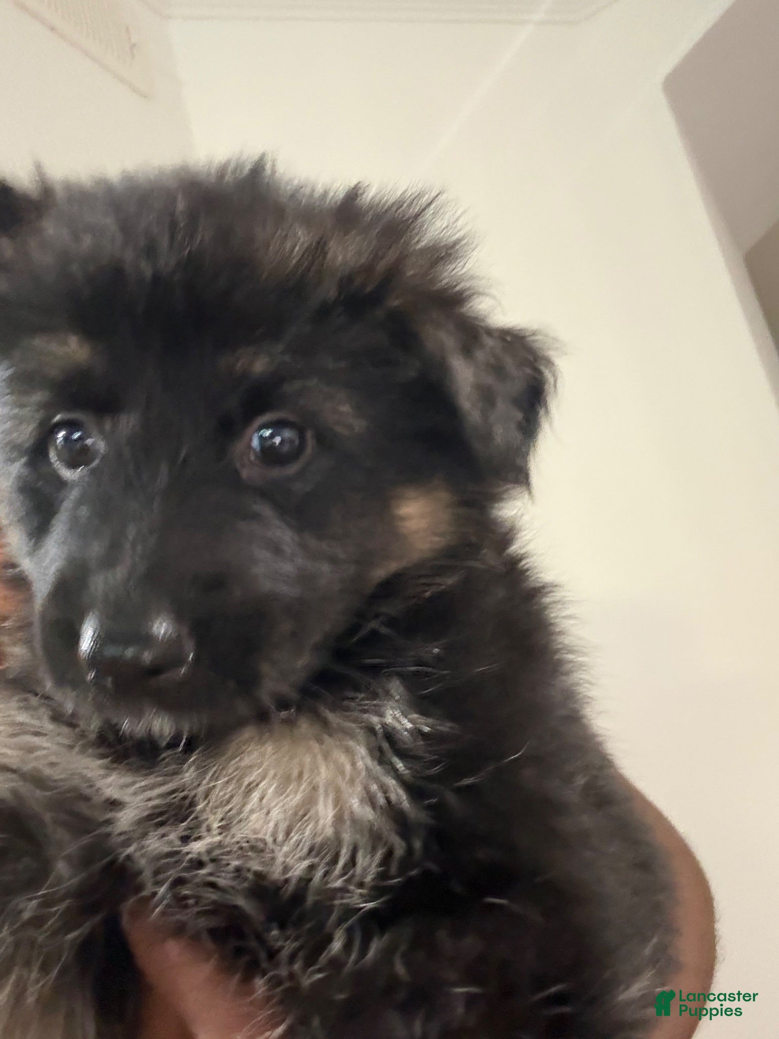 German Shepherd dogs German Shepherd 4 - Ad 11