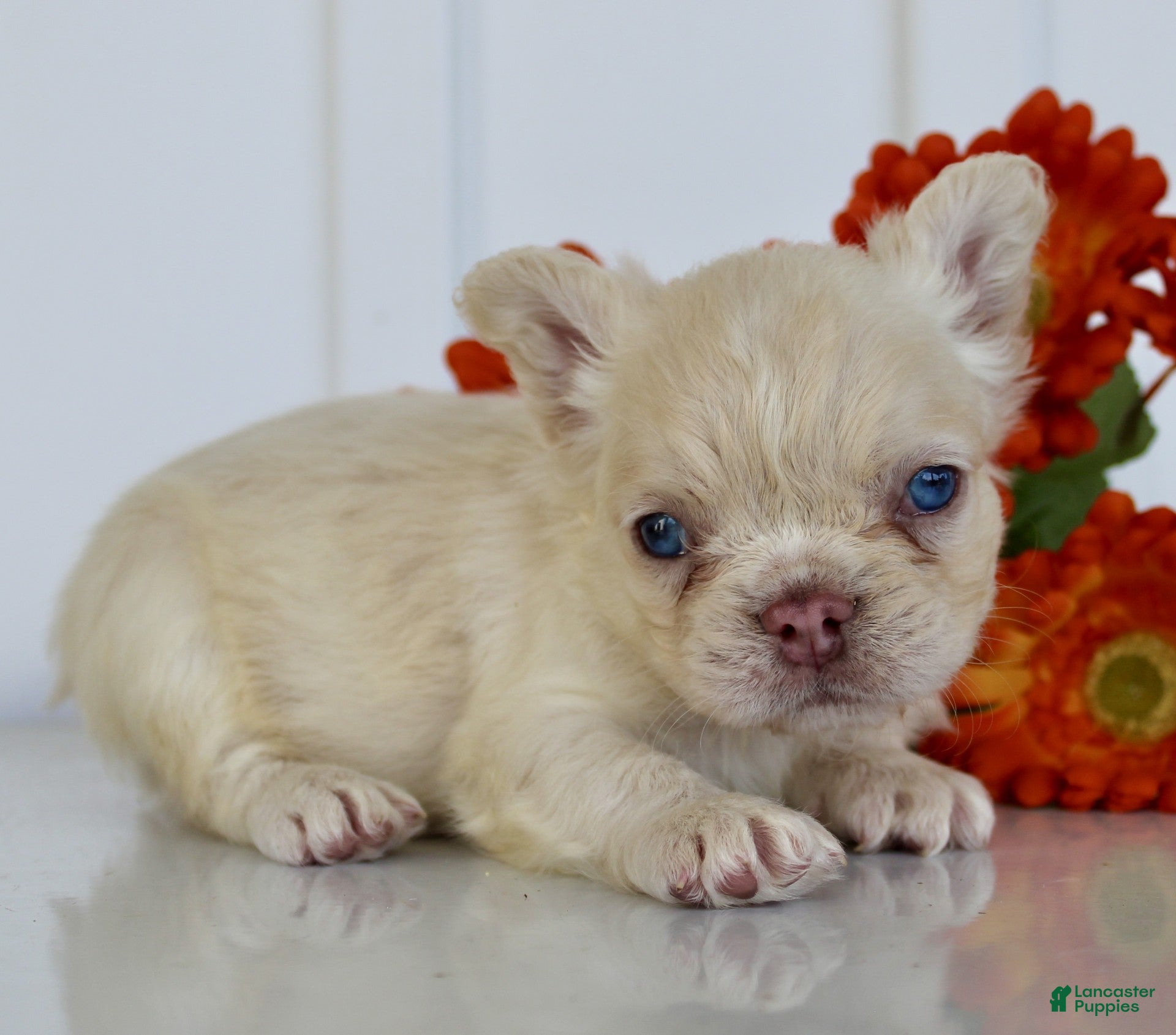 French Bulldog dogs Presley - Ad 2