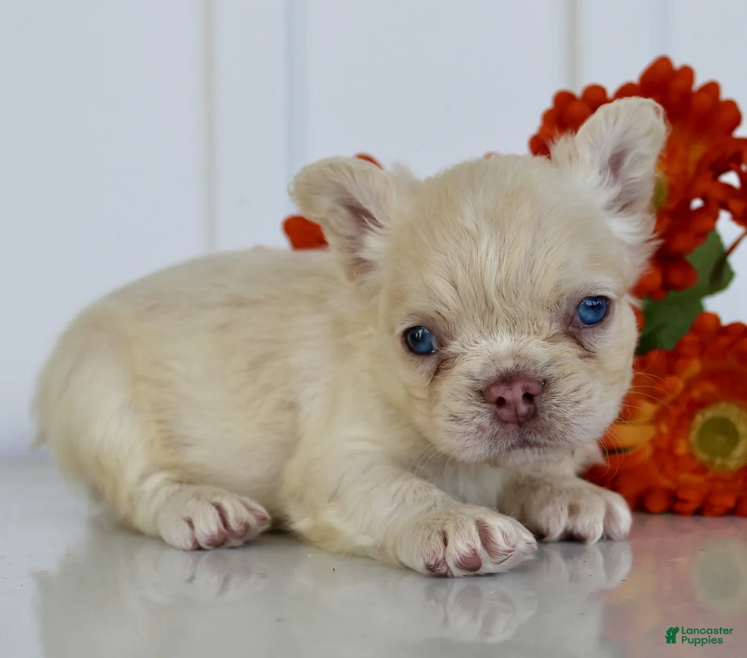 French Bulldog dogs for sale: Presley - Ad 2