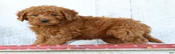 Mini Goldendoodle dogs for sale: Kirsten - Ad 3