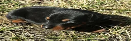 Doberman Pinscher dogs for sale: Summer  - Ad 1