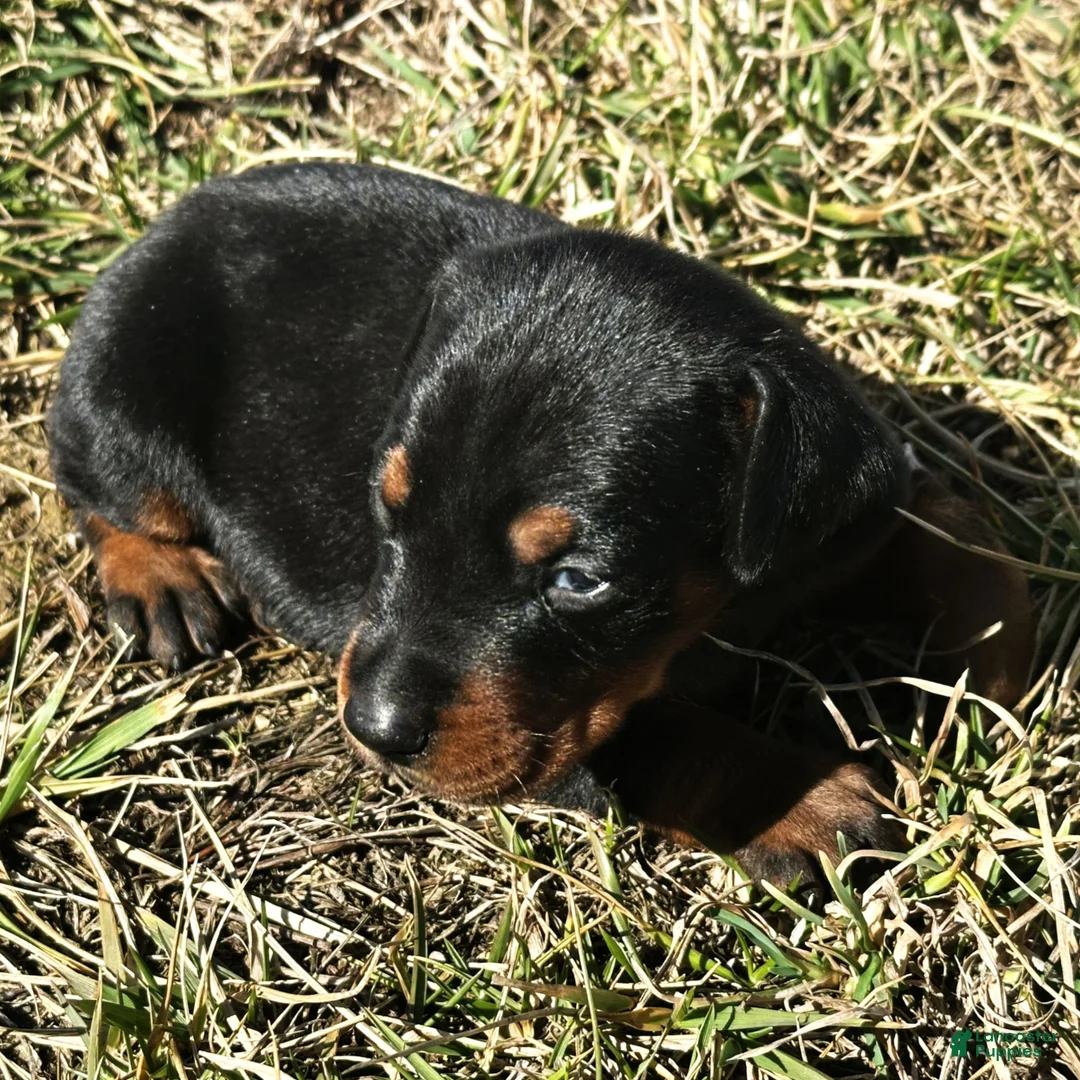 Doberman Pinscher dogs for sale: Summer  - Ad 1