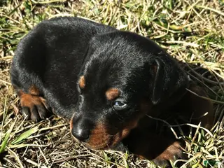 Doberman Pinscher dogs for sale: Summer - Ad 2