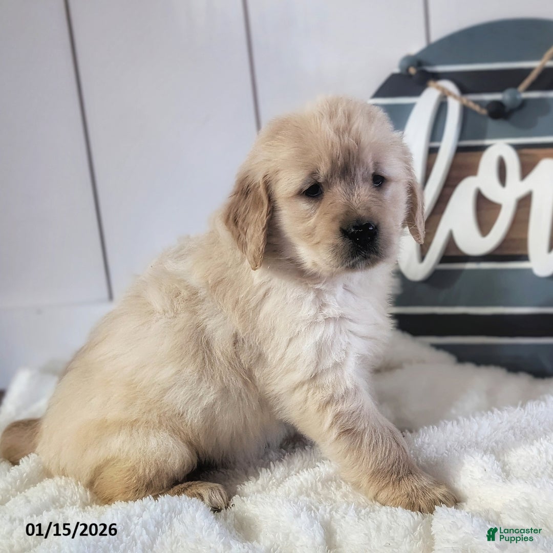 Golden Retriever dogs for sale: Olive  - Ad 3