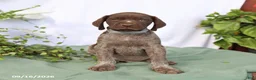 German Shorthaired Pointer dogs for sale: Myles - Ad 4