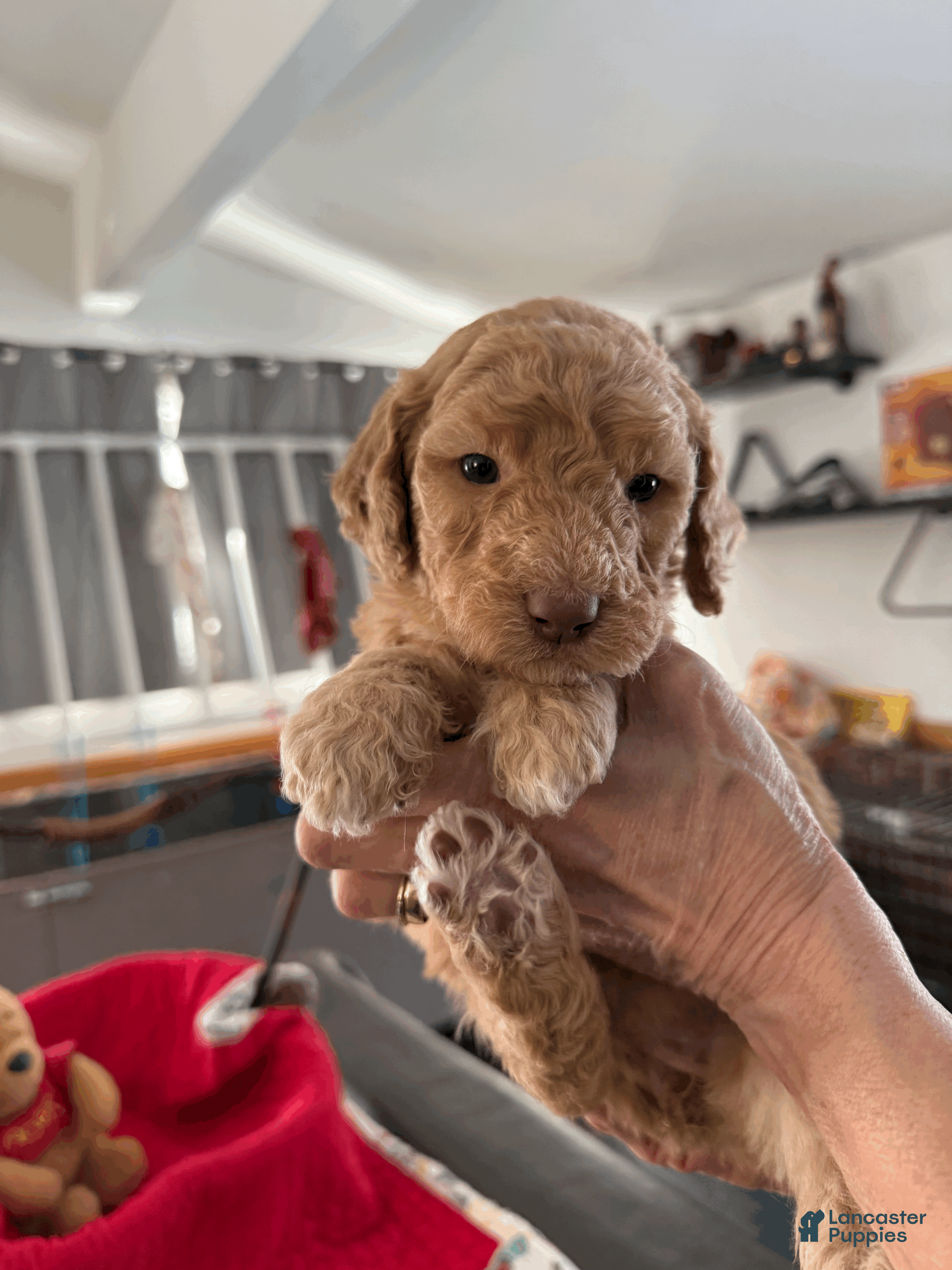 Goldendoodle dogs Pink - Ad 27