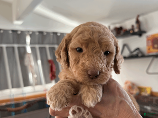 Goldendoodle dogs Pink - Ad 27