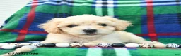 Bichpoo dogs for sale: Harry  - Ad 5