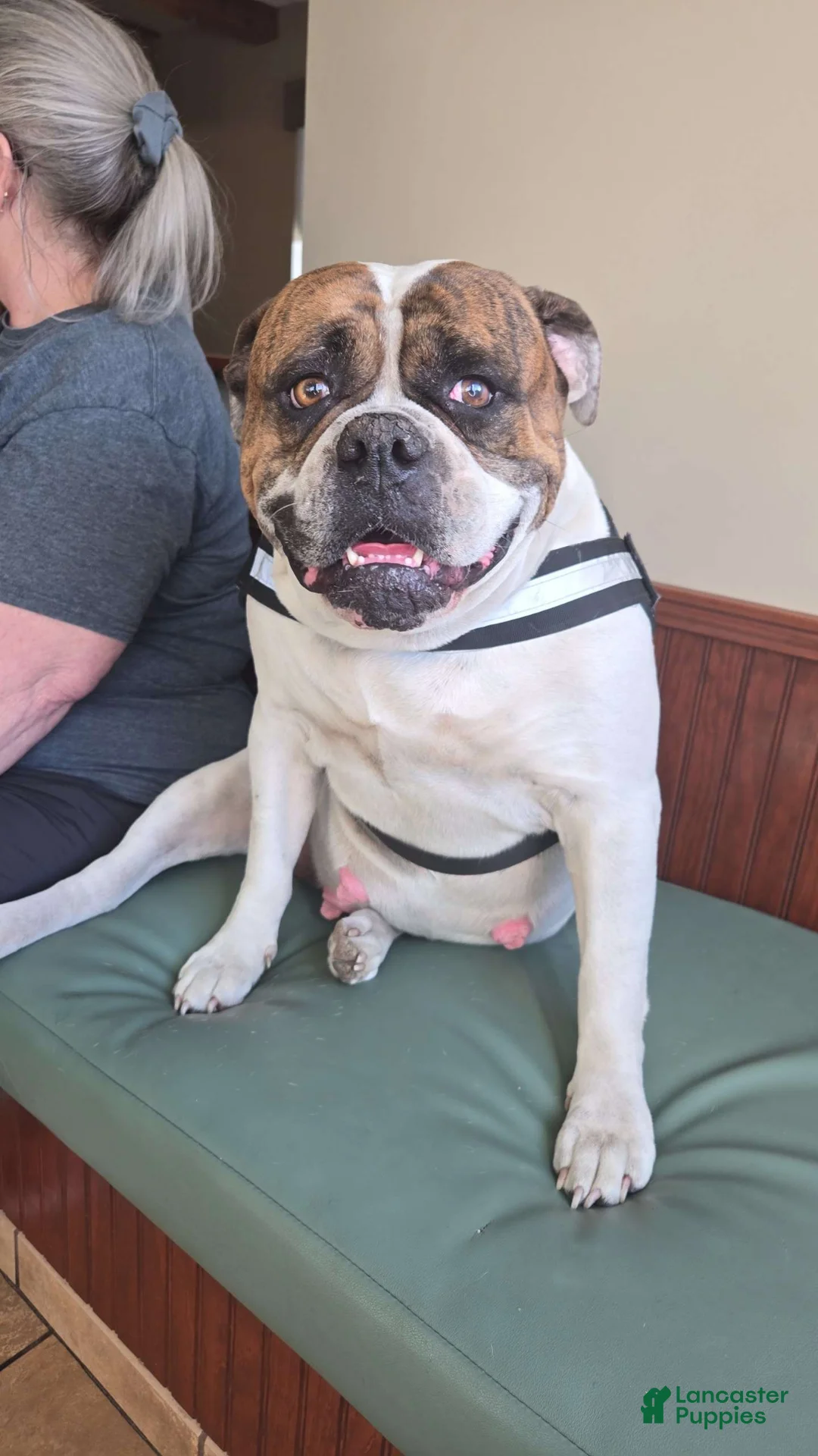 American Bulldog dogs for sale: Black Boy - Ad 3