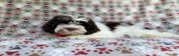 Shihpoo dogs for sale: Asher - Ad 7