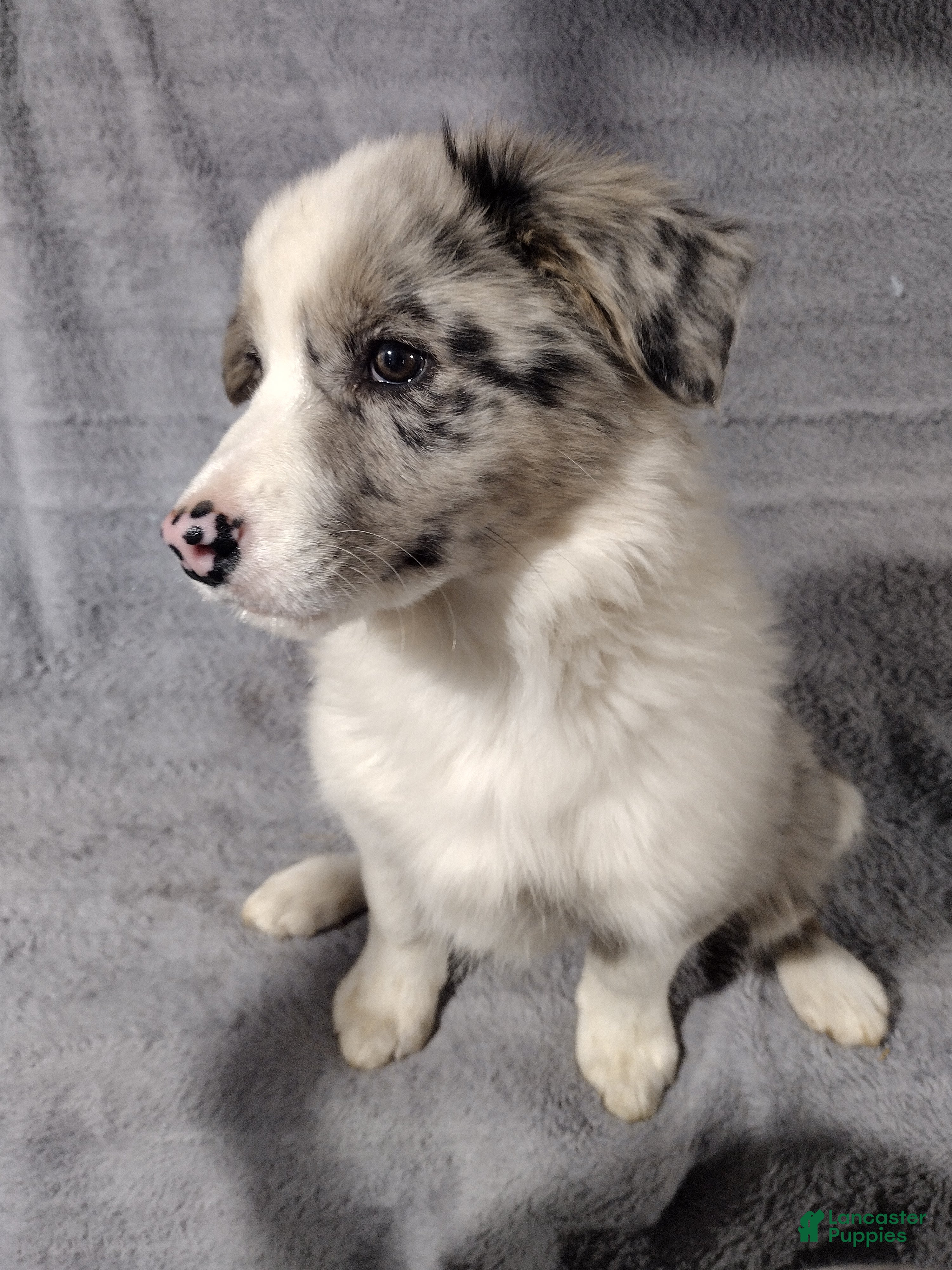 Border Collie dogs Rex - Ad 31