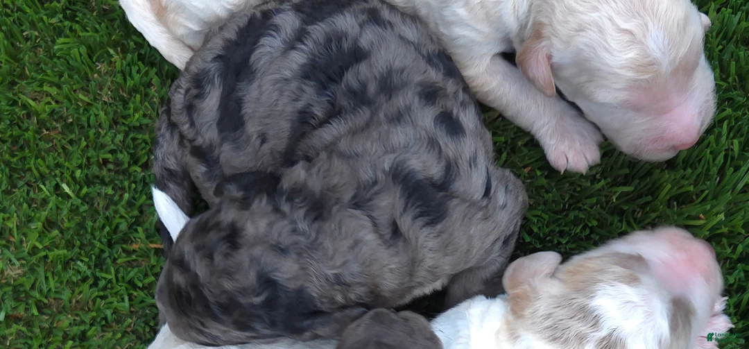 Goldendoodle dogs for sale: Goldendoodle 8 - Ad 1