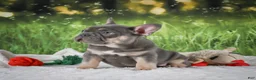 French Bulldog dogs for sale: Lucky - Ad 7