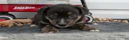 Jack Chi dogs for sale: Bronco - Ad 3