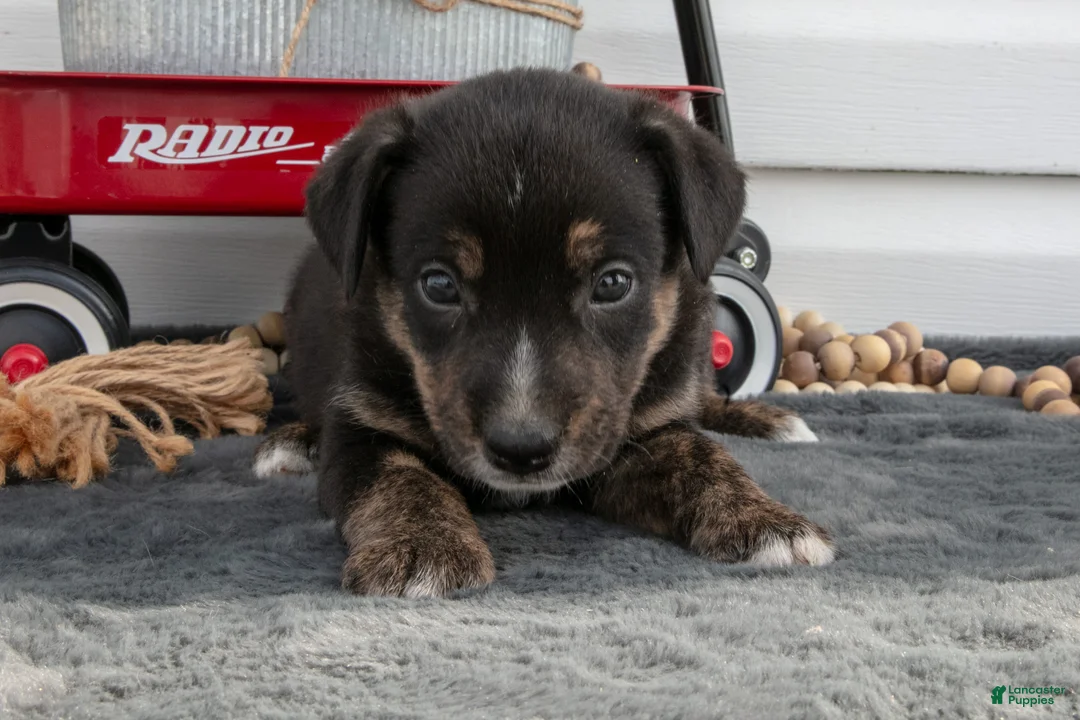 Jack Chi dogs for sale: Bronco - Ad 3