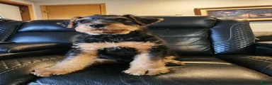 Airedale Terrier Puppy Popi 