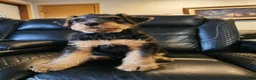 Airedale Terrier dogs for sale: Airedale Terrier Puppy Popi  - Ad 1