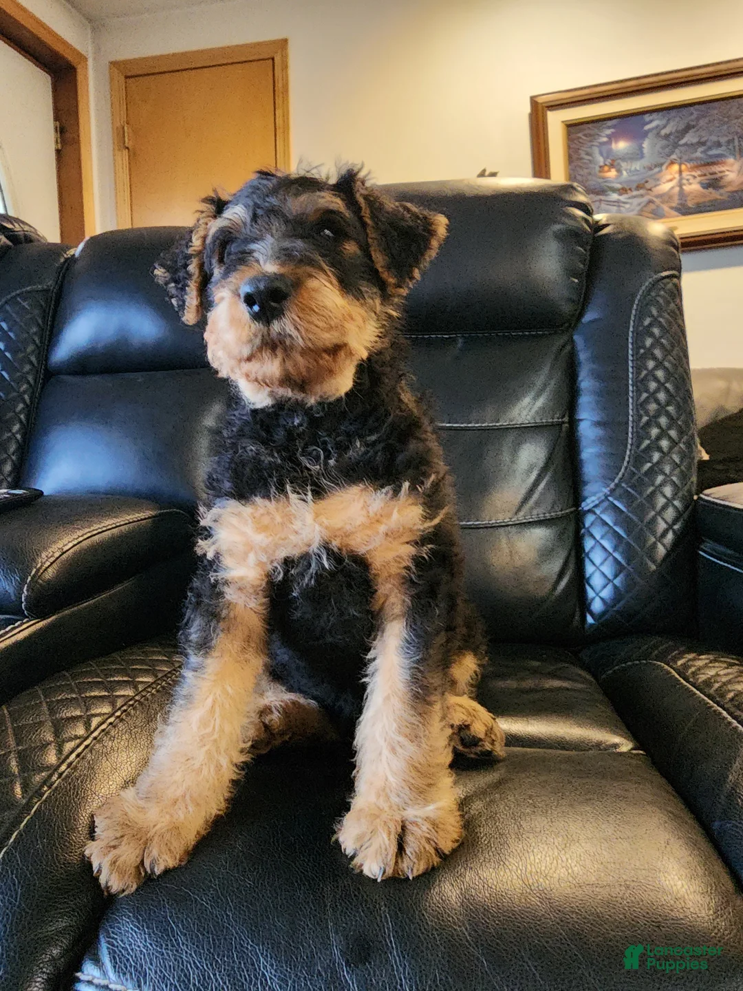 Airedale Terrier dogs for sale: Airedale Terrier Puppy Popi  - Ad 1