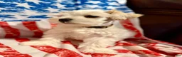 Miniature Schnauzer dogs for sale: Revere - Ad 3