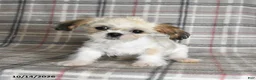 Shih Tzu dogs for sale: Lucy - Ad 3