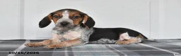 Beagle dogs for sale: Parker - Ad 4