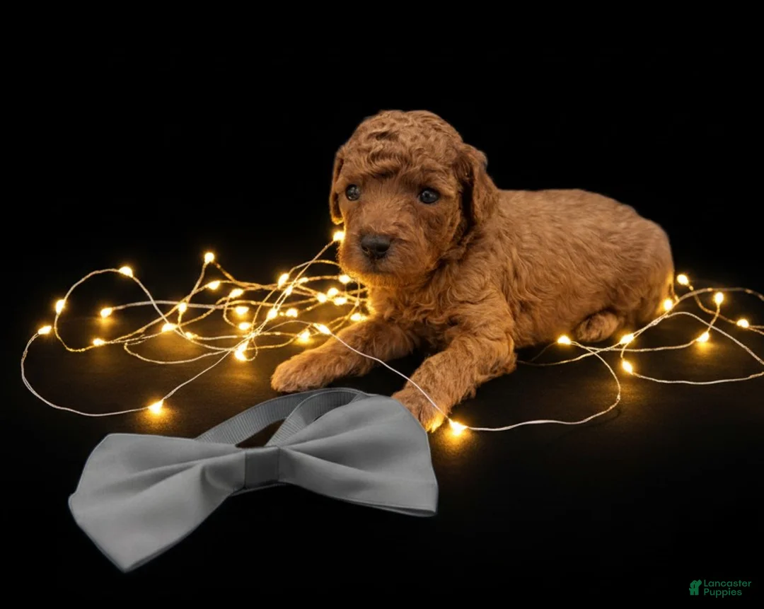 Toy Poodle dogs for sale: Rusty 🩶 - Ad 25