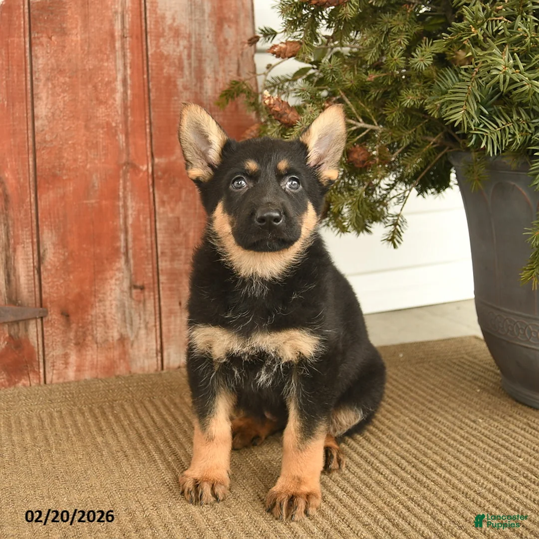 German Shepherd dogs for sale: Britt  - Ad 2