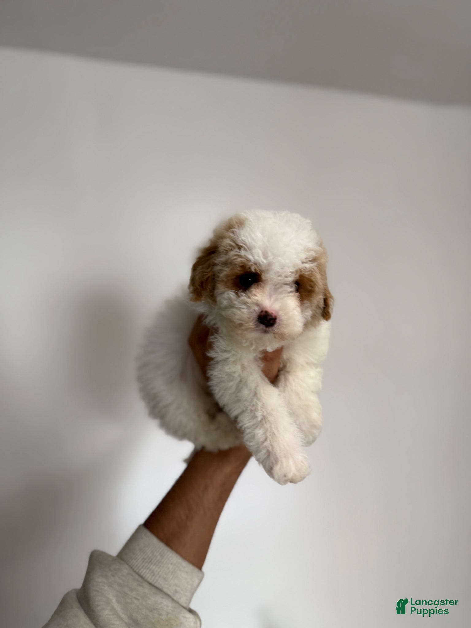 Miniature Poodle dogs Linda - Ad 33