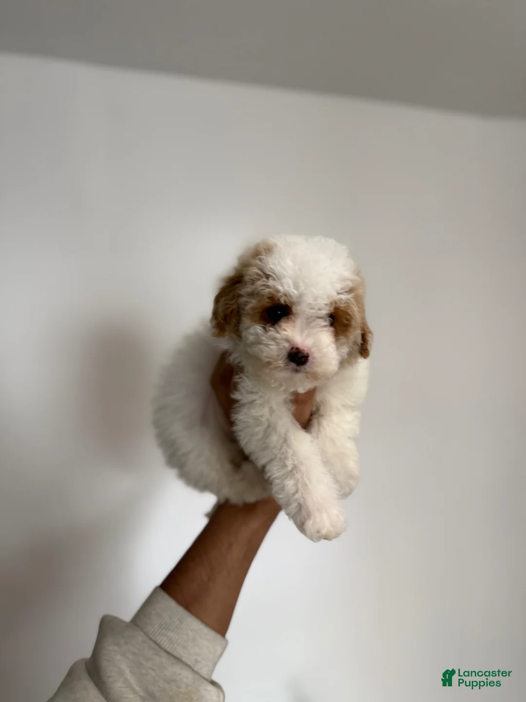 Miniature Poodle dogs for sale: Linda - Ad 1